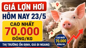 Giá lợn hơi hôm nay 23/5: Ổn định trên cả nước, cao nhất 70.000 đồng/kg