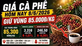 Giá cà phê hôm nay 8/6: Tây Nguyên neo thấp quanh 85.000 đồng/kg