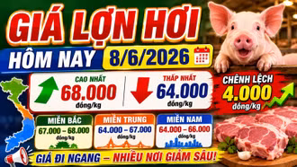 Giá lợn hơi hôm nay 8/6: Chênh lệch 4.000 đồng/kg giữa các vùng