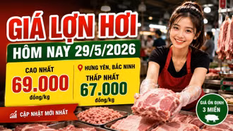 Giá lợn hơi hôm nay 29/5: Hưng Yên, Bắc Ninh dẫn đầu cả nước