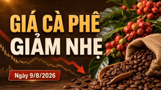 Giá cà phê hôm nay 9/8/2026 giảm, Arabica bất ngờ tăng hơn 4%