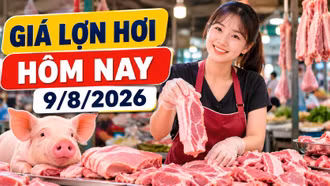 Giá lợn hơi hôm nay 9/8/2026 giảm tiếp, mức 62.000 đồng/kg biến mất
