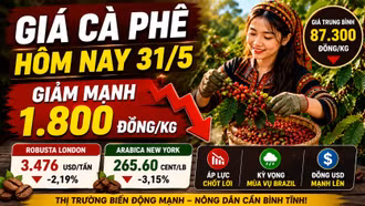 Giá cà phê hôm nay 31/5 lao dốc, mất tới 1.800 đồng/kg