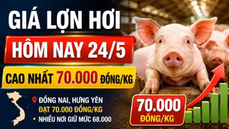 Giá lợn hơi hôm nay 24/5: Đồng Nai, Hưng Yên lên đỉnh 70.000 đồng/kg