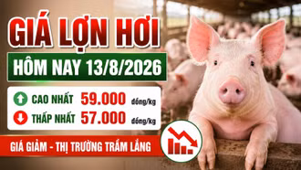 Giá lợn hơi hôm nay 13/8: 16 địa phương tiếp tục giảm giá