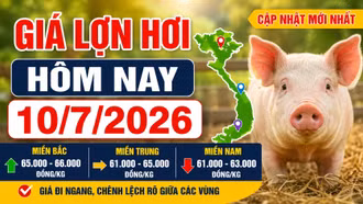 Giá lợn hơi hôm nay 9/7/2026: Miền Bắc giữ đỉnh 66.000 đồng/kg