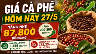 Giá cà phê hôm nay 27/5: Tây Nguyên hồi phục, Robusta thế giới tăng mạnh