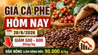 Giá cà phê hôm nay 28/6: Giảm sau khi vượt 90.000 đồng/kg