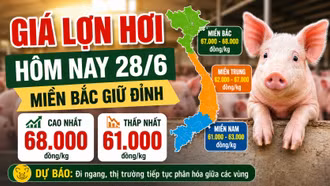 Giá lợn hơi hôm nay 28/6: Miền Bắc giữ đỉnh 68.000 đồng/kg