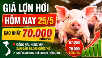 Giá lợn hơi hôm nay 25/5 biến động ra sao tại 3 miền?