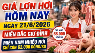 Giá lợn hơi hôm nay 21/6: Chênh lệch Bắc - Nam tiếp tục rõ nét