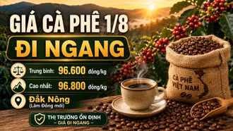 Giá cà phê hôm nay 1/8 giữ ổn định, cao nhất 96.800 đồng/kg