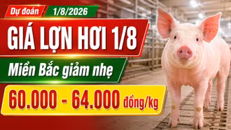 Giá lợn hơi hôm nay 1/8/2026: Thị trường tiếp tục đi xuống