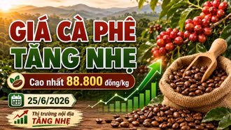 Giá cà phê hôm nay 25/6: Tăng nhẹ, cao nhất 88.800 đồng/kg