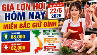 Giá lợn hơi hôm nay 22/6: Giá đi ngang, miền Bắc neo cao