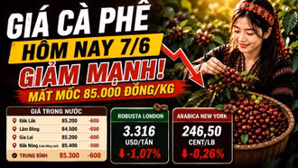 Giá cà phê hôm nay 7/6: Tây Nguyên mất thêm 600 đồng/kg