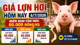 Giá lợn hơi hôm nay 6/7: Miền Nam còn mức 60.000 đồng/kg