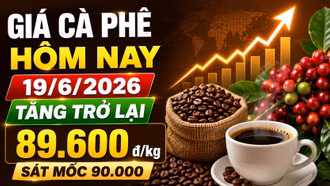 Giá cà phê hôm nay 19/6: Trong nước tăng, Arabica New York phân hóa