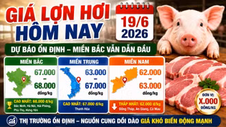 Giá lợn hơi hôm nay 19/6: Bắc Ninh, Hà Nội, Hải Phòng vẫn dẫn đầu
