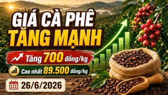 Giá cà phê hôm nay 26/6: Tăng mạnh, tiến sát mốc 90.000 đồng/kg