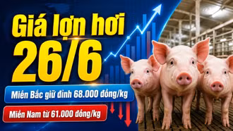 Giá lợn hơi hôm nay 26/6: Chênh lệch 7.000 đồng/kg giữa ba miền