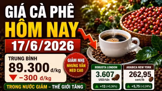 Giá cà phê hôm nay17/6: Robusta và Arabica tăng, Tây Nguyên giảm