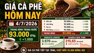 Giá cà phê hôm nay 4/7: Arabica giảm, trong nước vẫn tiếp tục tăng