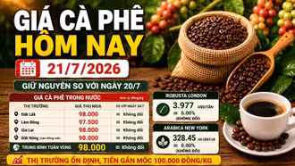 Giá cà phê hôm nay 21/7: Đi ngang ở 98.000 đồng/kg