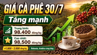 Giá cà phê hôm nay 30/7: Tăng sát mốc 100.000 đồng/kg