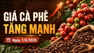 Giá cà phê hôm nay 7/8/2026 tiến sát 100.000 đồng/kg