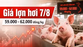 Giá lợn hơi hôm nay 7/8/2026: Nhiều nơi xuống 59.000 đồng/kg