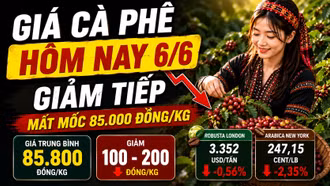Giá cà phê hôm nay 6/6: Arabica lao dốc hơn 2%, thị trường chịu áp lực
