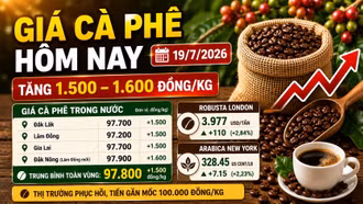 Giá cà phê hôm nay 19/7: Phục hồi, tiến gần 100.000 đồng/kg