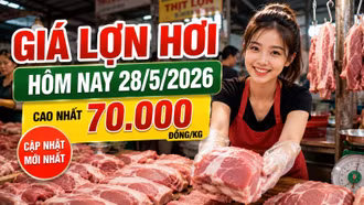 Giá lợn hơi hôm nay 28/5: Nhiều địa phương lùi về 67.000–68.000 đồng/kg