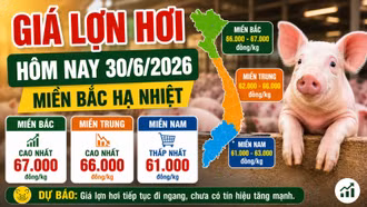 Giá lợn hơi hôm nay 30/6: Nhiều nơi giảm về 66.000 đồng/kg