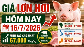 Giá lợn hơi hôm nay 16/7/2026: Miền Bắc tiếp tục giữ đỉnh 67.000 đồng/kg