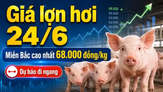 Giá lợn hơi hôm nay 24/6: Thị trường dự báo đi ngang