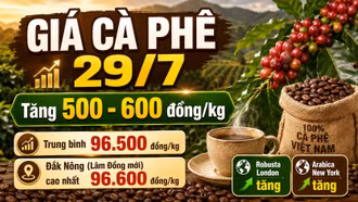 Giá cà phê hôm nay 29/7: Trong nước tăng 500-600 đồng/kg