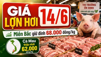 Giá lợn hơi hôm nay 14/6/2026: Miền Bắc giữ đỉnh, miền Trung hạ nhiệt