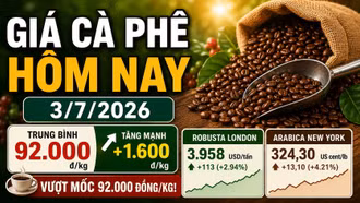Giá cà phê hôm nay 3/7: Tăng mạnh lên 92.000 đồng/kg