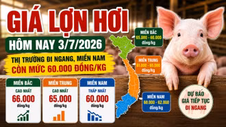Giá lợn hơi hôm nay 3/7: Miền Nam còn mức 60.000 đồng/kg