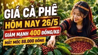 Giá cà phê hôm nay 26/5 giảm mạnh, mất mốc 88.000 đồng/kg