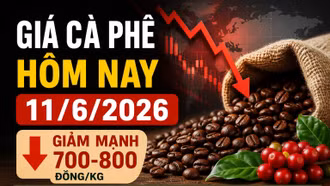 Giá cà phê ngày 11/6: Tây Nguyên, Robusta và Arabica đồng loạt giảm