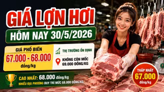 Giá lợn hơi hôm nay 30/5: Cả nước phổ biến mức 67.000–68.000 đồng/kg
