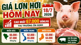 Giá lợn hơi hôm nay 18/7: Thị trường cả nước tạm chững