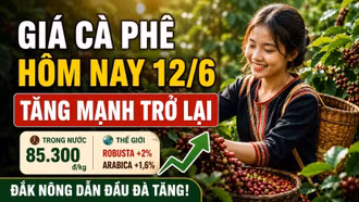Giá cà phê hôm nay 12/6: Đồng loạt tăng giá, Robusta bật mạnh hơn 2%