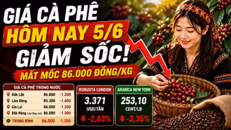 Giá cà phê hôm nay 5/6: Robusta và Arabica cùng giảm sâu