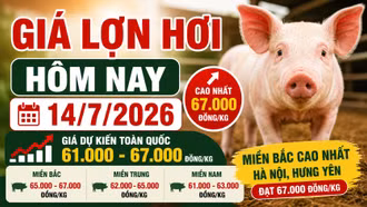 Giá lợn hơi hôm nay 14/7: Hà Nội lên 67.000 đồng/kg