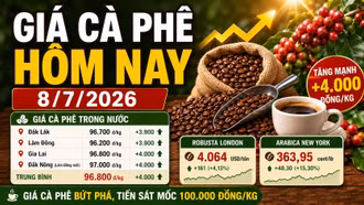 Giá cà phê hôm nay 8/7 tăng 4.000 đồng/kg, thị trường bứt phá mạnh