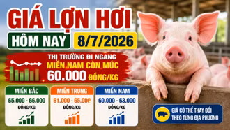 Giá lợn hơi hôm nay 8/7: Ba miền vẫn phân hóa